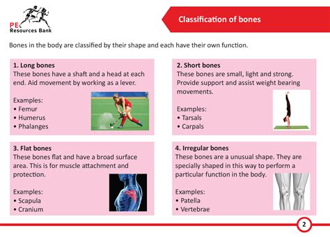 smart pe revision cards|gcse pe revision quizlet.